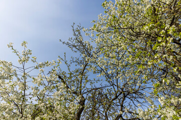 spring garden with cherry blossoms in sunny weather