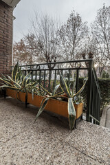 A pot with aloe plants next to an access staircase to a home