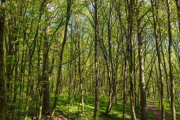 young foliage on deciduous trees in the forest in the spring season