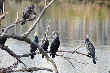 Great cormorant ( Phalacrocorax carbo ). A black water bird that captures fish underwater, carries them to the surface, and swallows them.