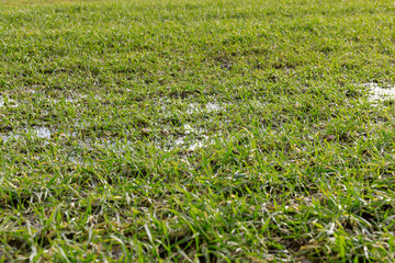 winter wheat sprouts in the field in February in winter