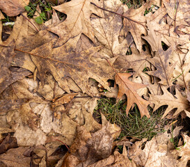 fallen oak foliage in the winter season