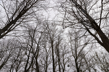 Fototapeta na wymiar bare branches of maples in the winter season in the park