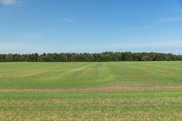 green wheat in the field in sunny weather