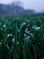 Dew drops on the grass. Dew or rain drops on blades of bright green reed gras
