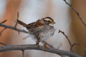 White-throated Sparrow (Zonotrichia albicollis) perched on a branch in winter sunshine. White-throated Sparrow is a winter bird of backyards, woods, and parks. It has a white throat and crown stripes.