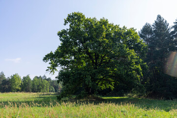 old beautiful oak on a sunny summer day