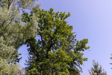 Obraz premium tall trees in the summer