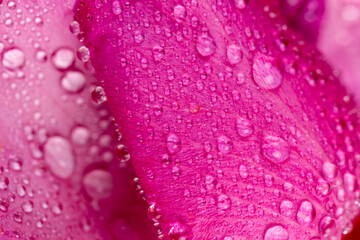 details of red petals of a faded red rose