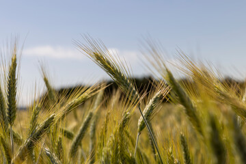 beautiful golden ripe wheat ears in the summer