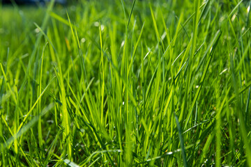 Fototapeta na wymiar growing in a field of green grass in sunny spring weather