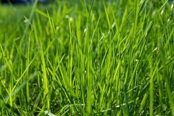 growing in a field of green grass in sunny spring weather