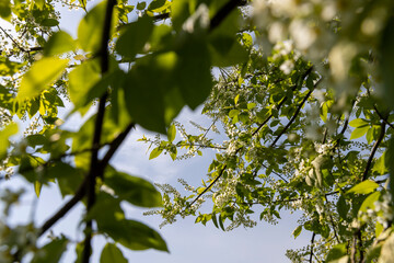 a flowering cherry tree in the spring season, a spring park