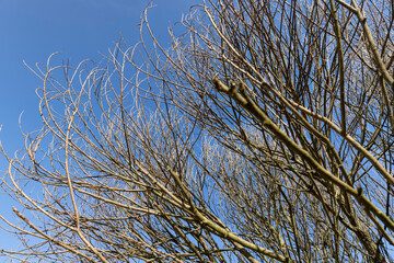 Deciduous trees with fallen leaves in summer