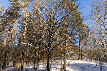snow-covered land and trees in the forest