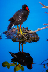 Moorhen relaxing on rock, Galapagos