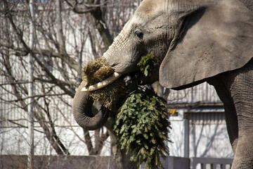 Elephant eating a fir in a zoo