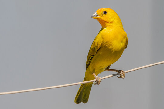 Canario perchado