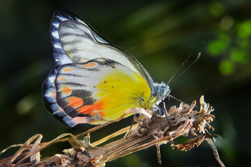 A Yellow Butterfly Delias Periboea is perched on a branch of the tree