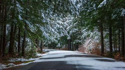 The entrance road to Peaks-Kenny State Park in Maine, passing through a spruce-fir forest. A snow...