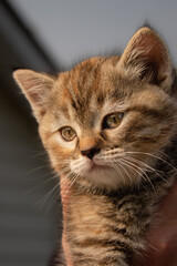 Cute Adorable Female Torbie Coat Fur Coloured Mixed Breed Kitten Being Held with Beautiful Gold Eyes