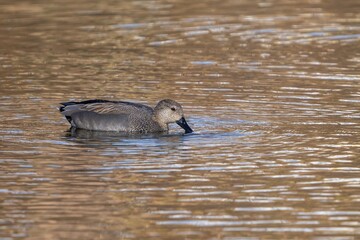 冬枯れのメタセコイヤを映す水面をのんびり泳ぐオカヨシガモ メス