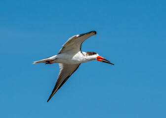 Fototapeta premium Flying Black Skimmer