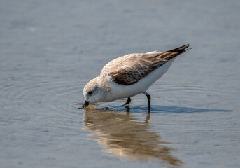 Sanderling Foraging on Gulf Coast Beach