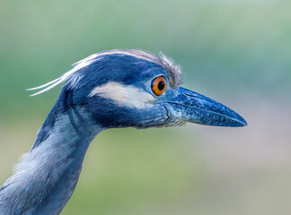Yellow-crowned Night Heron