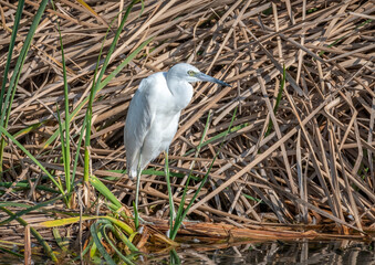 Little Blue Heron