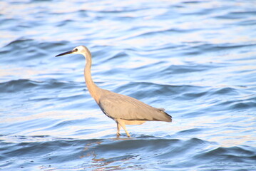 Backlit Heron Standing in the Sea, Tin Can Bay, Australia