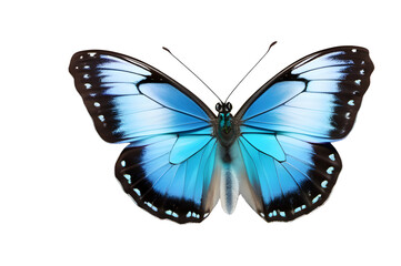 Blue butterfly on a transparent background