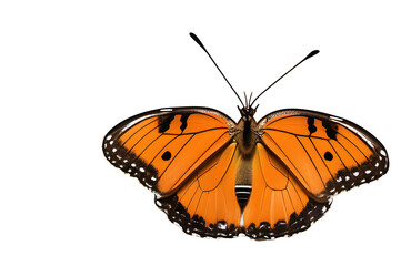 Fototapeta na wymiar Orange butterfly on a transparent background, png