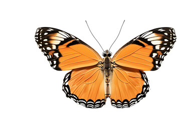 An orange butterfly isolated on transparent png background