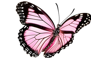 Pink butterfly with black wings isolated on transparent background