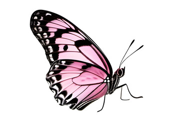 A pink butterfly with black wings on a transparent background