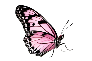 A pink butterfly with black wings on a transparent background