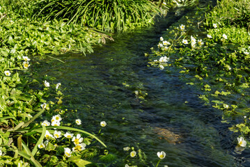 A small stream of crystal clear water completely covered in vegetation with small balca flowers with yellow stamens