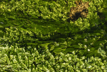 Overhead image of a small stream of crystal clear running water full of vegetation