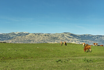 A grassy field with cows grazing in limousine and the Guadarrama mountains behind with the peaks with some snow