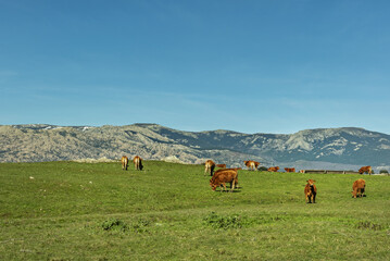 Fototapeta premium A grassy field with grazing cows in limousine and the Guadarrama mountains behind
