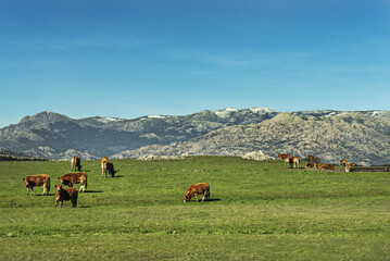 a meadow full of limousine breed cows with a watering hole, a couple of cows posing and a mountain...