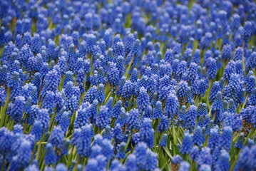 Keukenhof flowers 