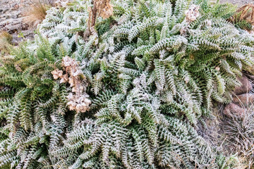 Frost’s Delicate Touch on Kilimanjaro’s Flora
