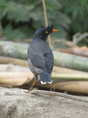 Jungle Myna