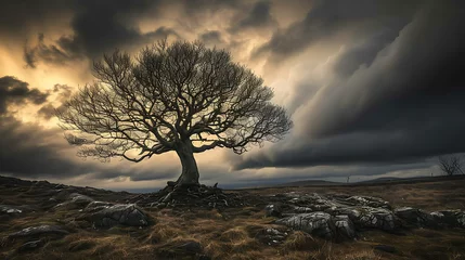 Foto auf Leinwand Um solitário carvalho resistindo à tempestade raízes firmes no solo sob um céu dramático e promissor © Alexandre