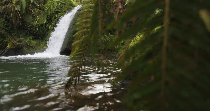 Waterfall with ferns and gren forest flowing into pond with clean mountain water.
