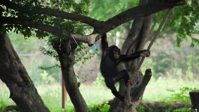 Baby Chimpanzees Playing With Rope