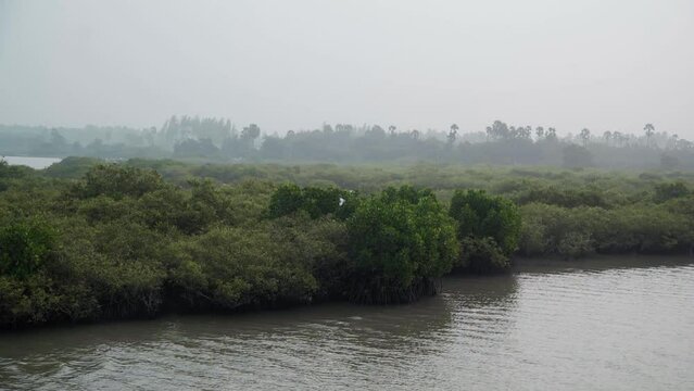 Mangrove forests, also called mangrove swamps, mangrove thickets or mangles, are productive wetlands that occur in coastal intertidal zones.