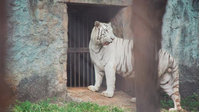 white Bengal tiger in the zoo